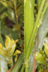 Southern rattlesnake master